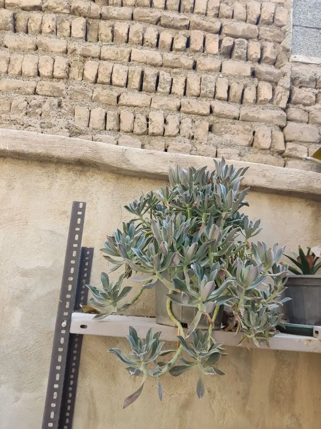 کاکتوس|گل و گیاه طبیعی|ملارد, |دیوار