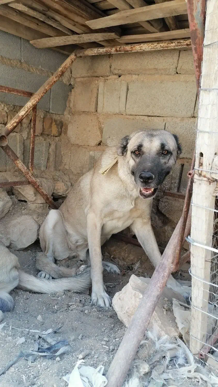 جفت سراب|سگ|مرودشت, رامجرد یک|دیوار