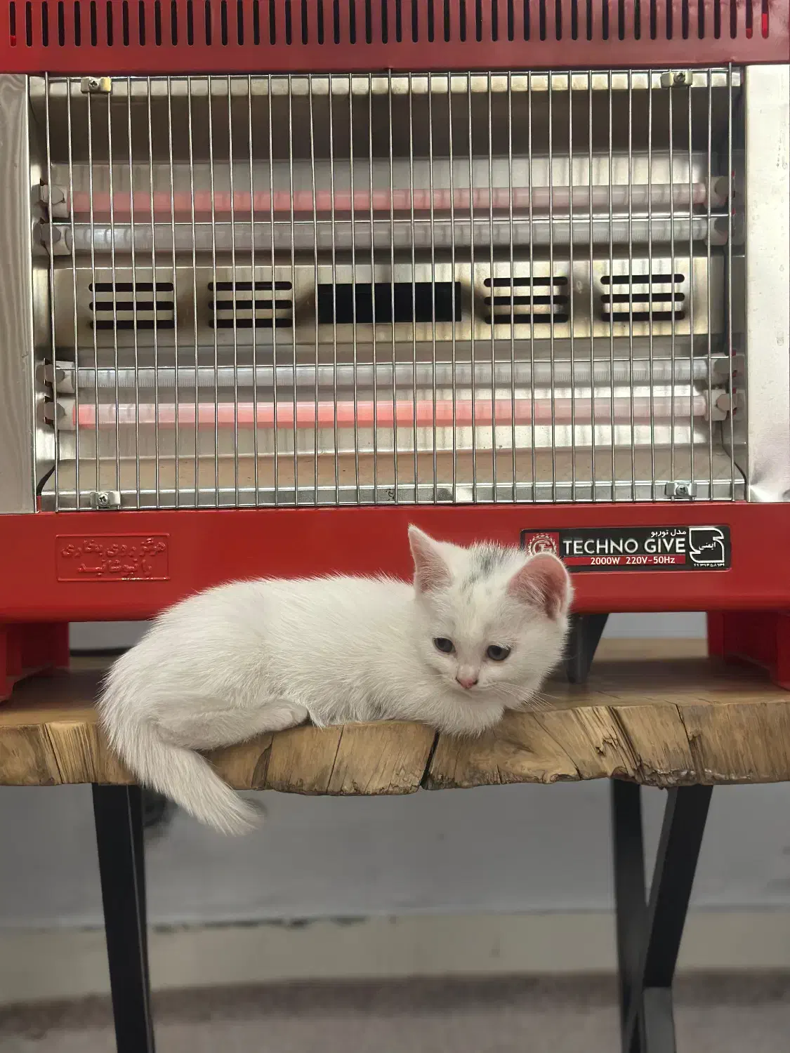 واگذاری بریتیش|گربه|شهریار, شهرک شاهد|دیوار