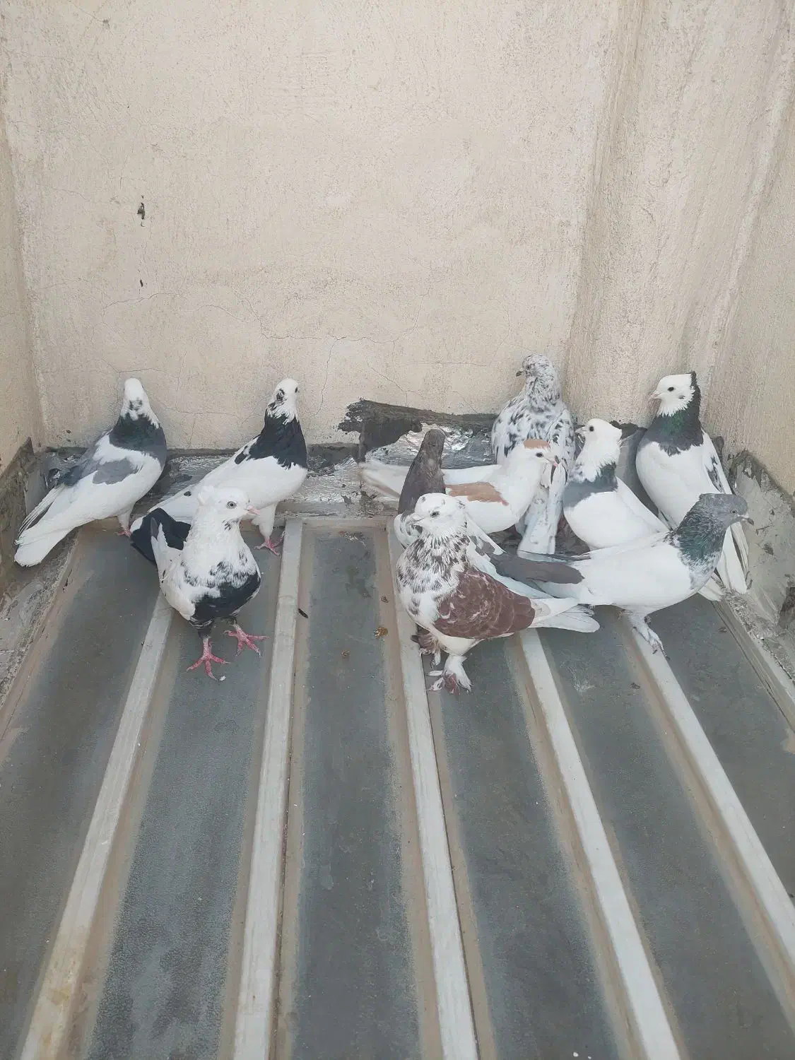 تعدادی کفتر نر و ماده|پرنده|شیراز, میدان قائم|دیوار