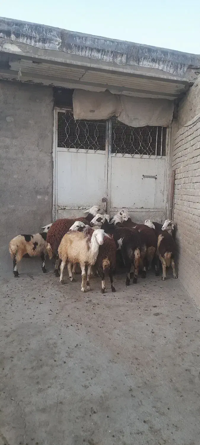 بره نره|حیوانات مزرعه|بروجرد, |دیوار