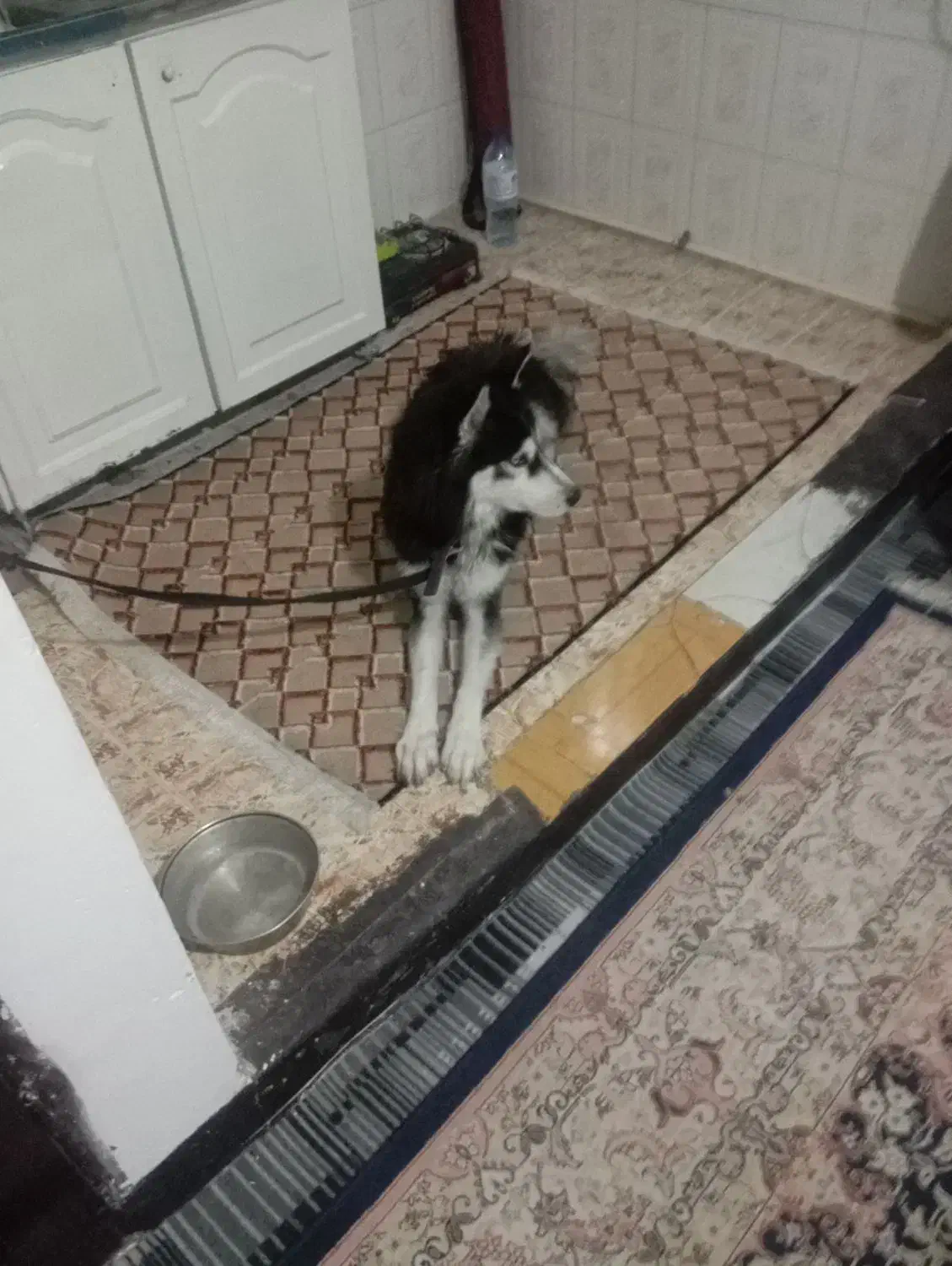 سگ هاسکی کاملا آروم مهربون|سگ|تهران, جوادیه تهرانپارس|دیوار