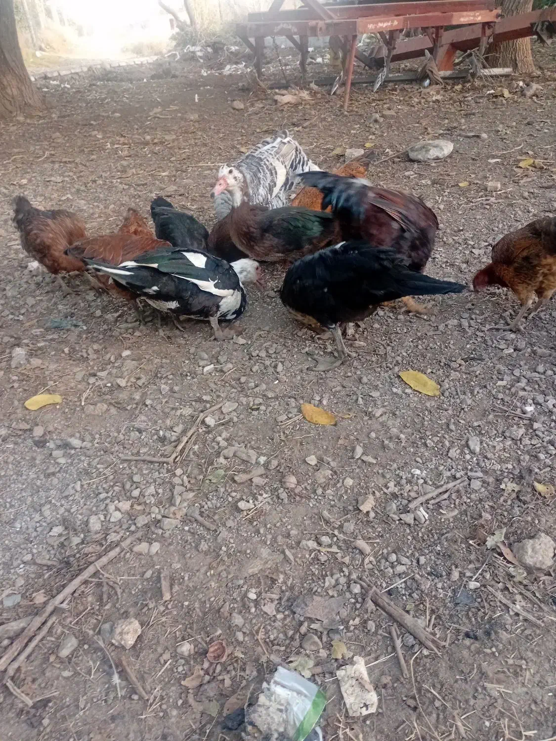 مرغ بوقلمون اردک محلی فروشی|حیوانات مزرعه|الشتر, |دیوار