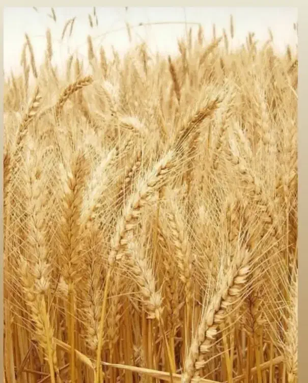 سبزیجات خانگی، آبلیمو، آبغوره، رب خانگی|خوردنی و آشامیدنی|تهران, گرگان|دیوار