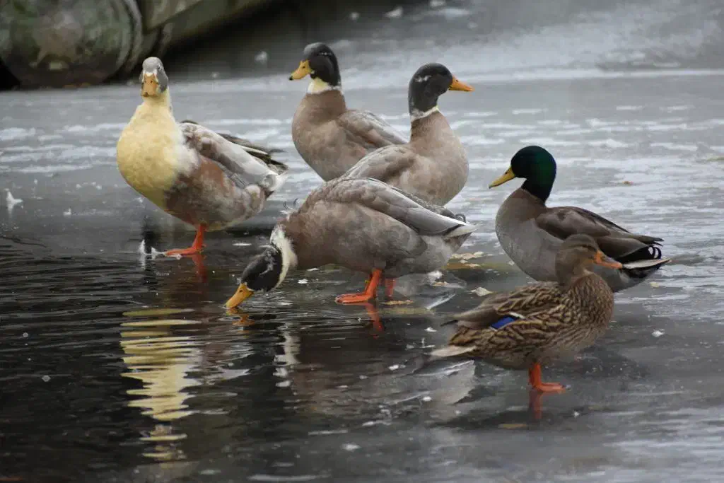 اردک محلی|حیوانات مزرعه|آستارا, |دیوار