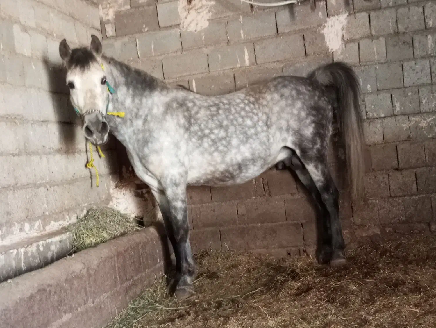 اسب نریون|اسب و تجهیزات اسب‌سواری|کشاورز, |دیوار