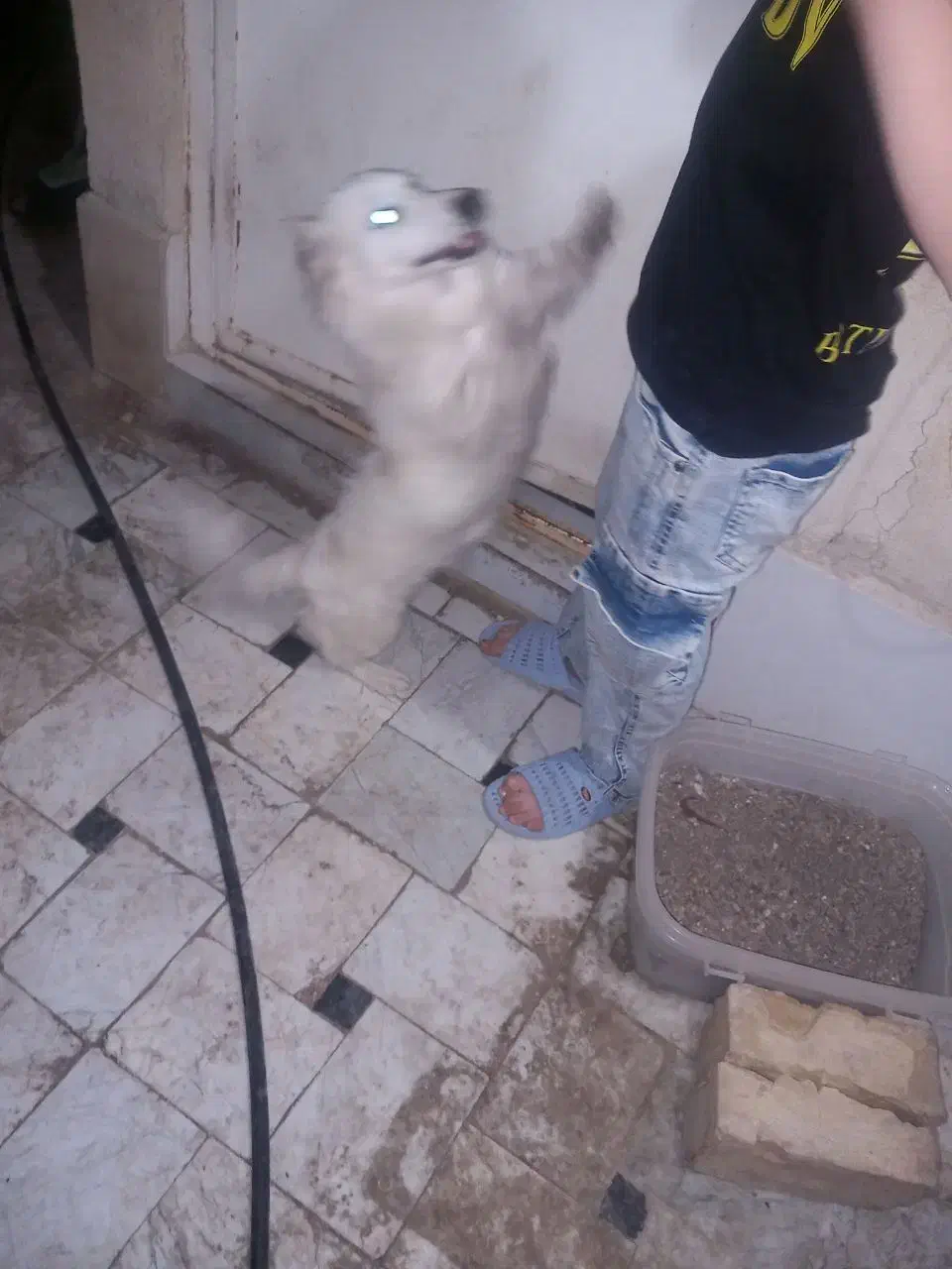 سگ پاکوتاه|سگ|قم, نیروگاه|دیوار