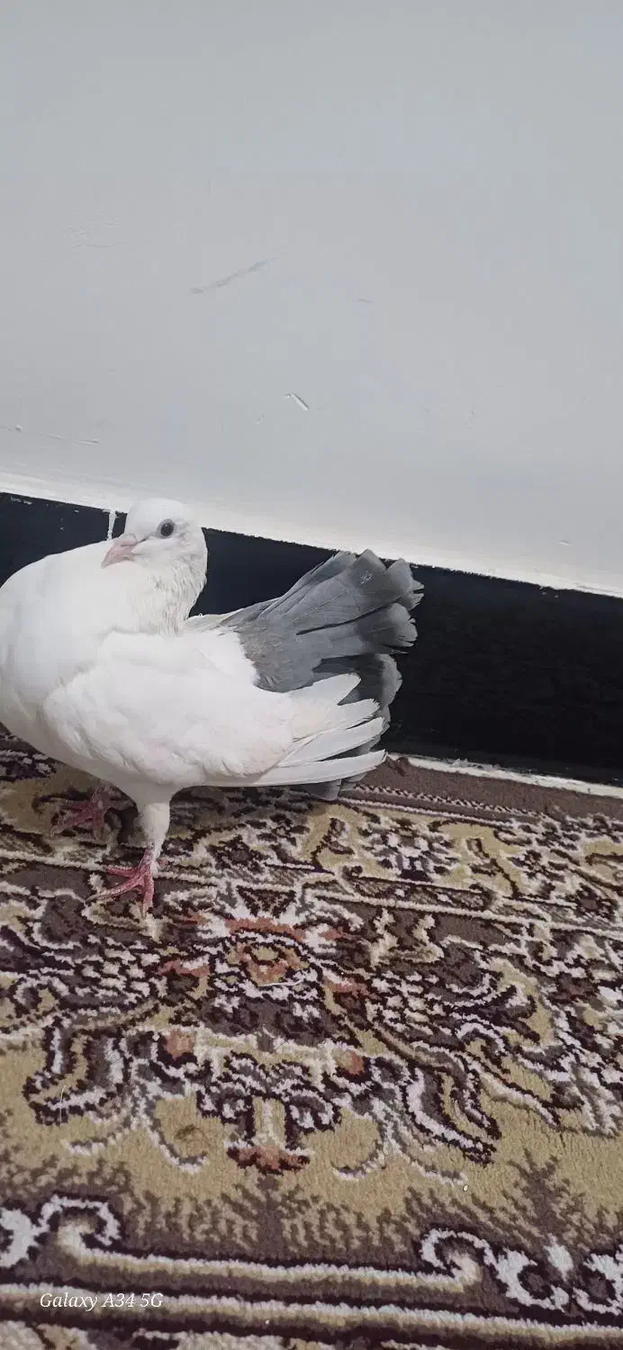 کفتر فروشی|پرنده|طبس, |دیوار