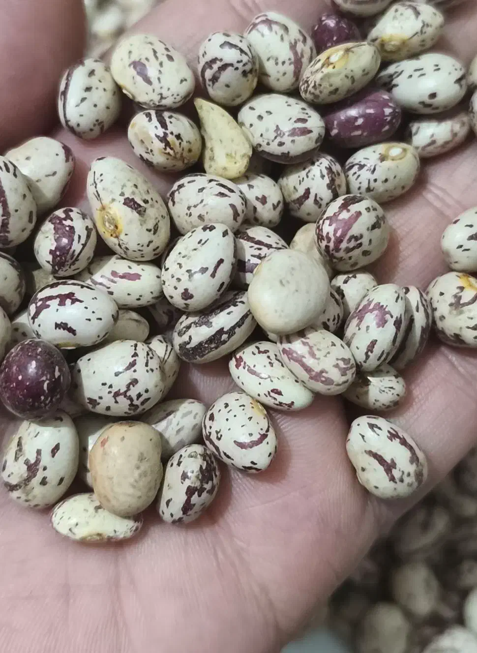 لوبیا چیتی برداشت امسال|خوردنی و آشامیدنی|اهواز, بهارستان|دیوار