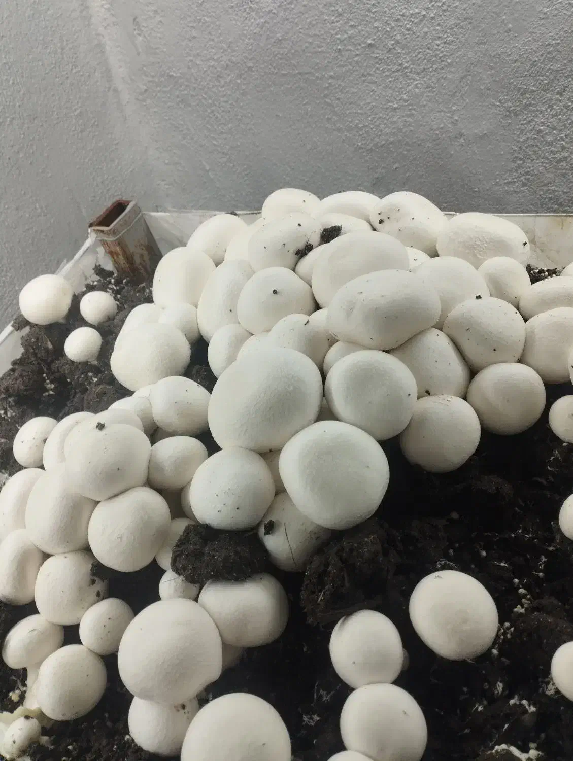 نیازمند سرمایه|استخدام مالی، حسابداری، حقوقی|سنندج, |دیوار