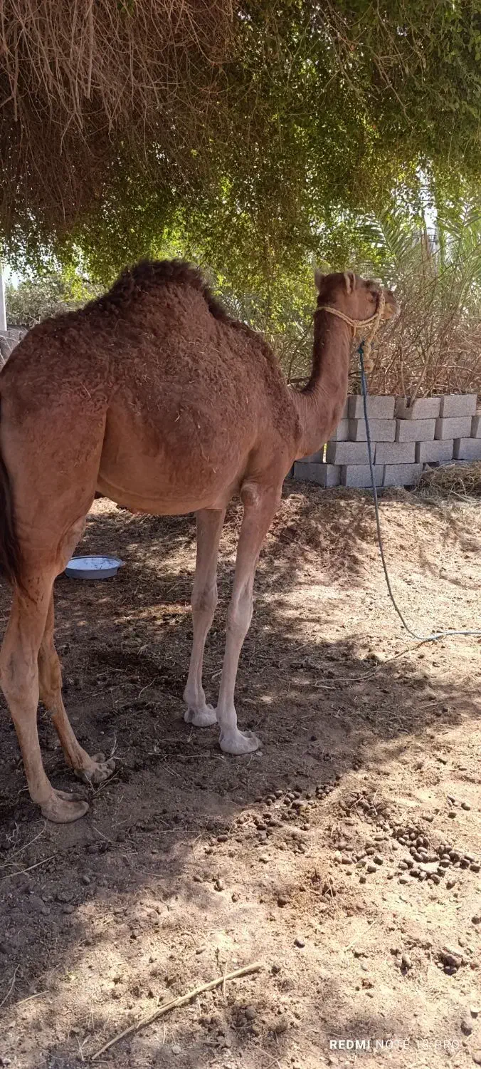 شتر نر آرام دوساله|حیوانات مزرعه|شمیل, |دیوار