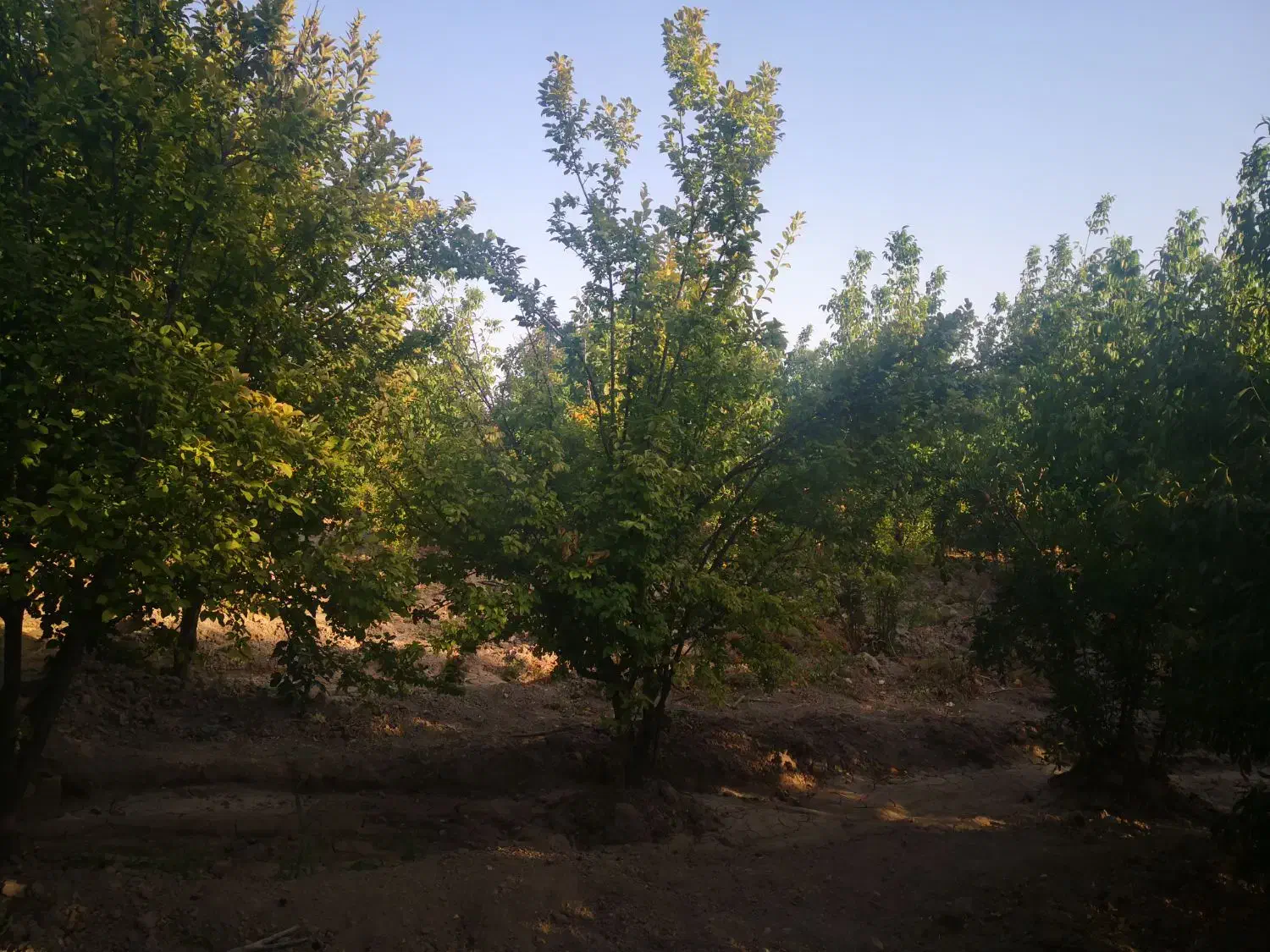 باغ در سیدان|فروش زمین و ملک کلنگی|شیراز, فخرآباد (دروازه کازرون)|دیوار