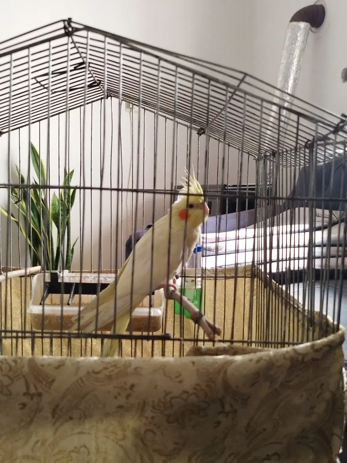 عروس هلندی نر|پرنده|تهران, قصر فیروزه ۲|دیوار