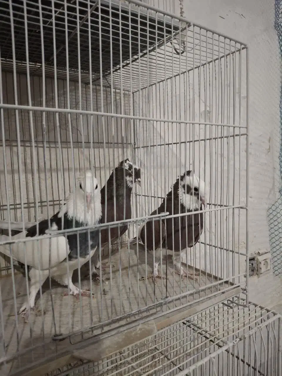 کفترپرشی|پرنده|قم, قلعه کامکار|دیوار