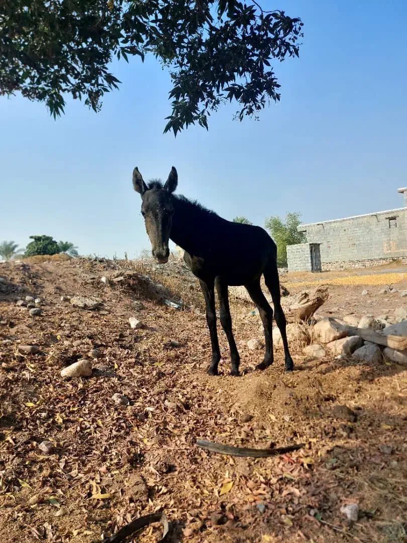 کره اسب مادیون|اسب و تجهیزات اسبسواری|میناب, |دیوار