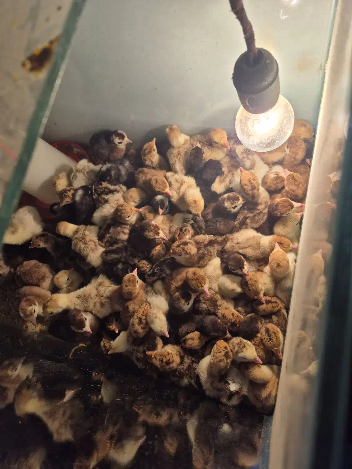 جوجه بوقلمون های سه روزه برنز بوربون|حیوانات مزرعه|صوفیان, |دیوار