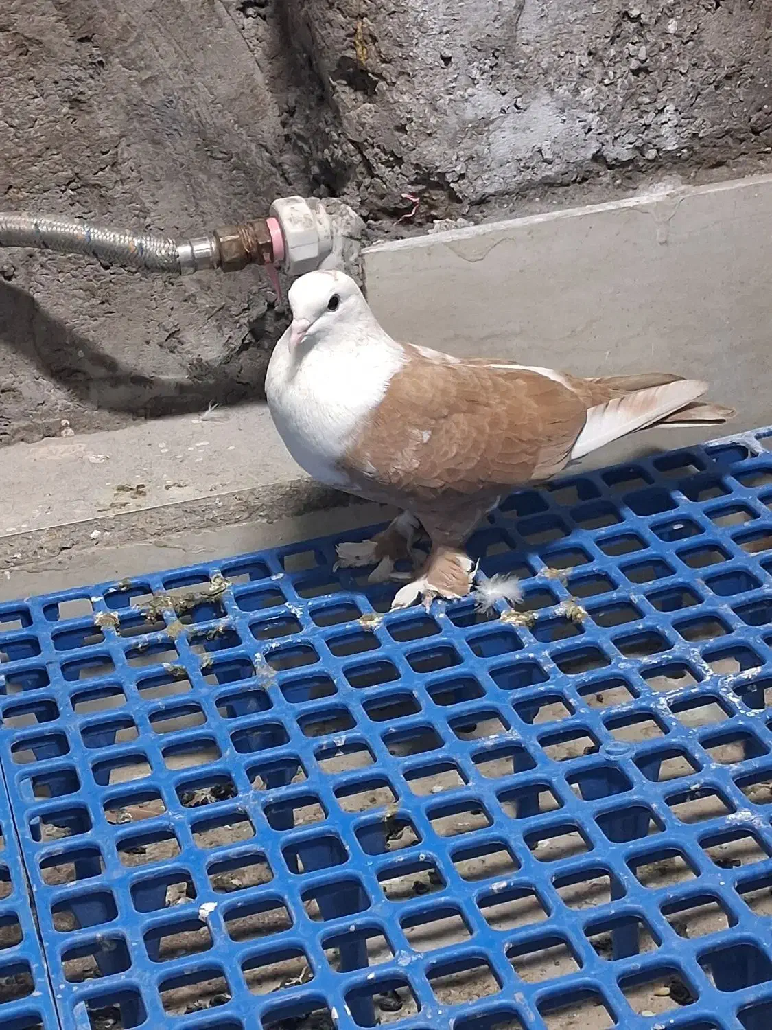 ماده کله سفید|پرنده|اهواز, شریعتی جنوبی|دیوار