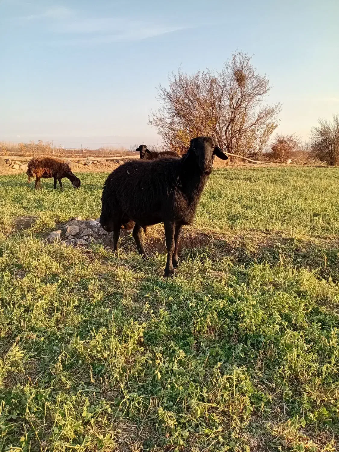 قوج شیشک قره قزل|حیوانات مزرعه|میانه, |دیوار