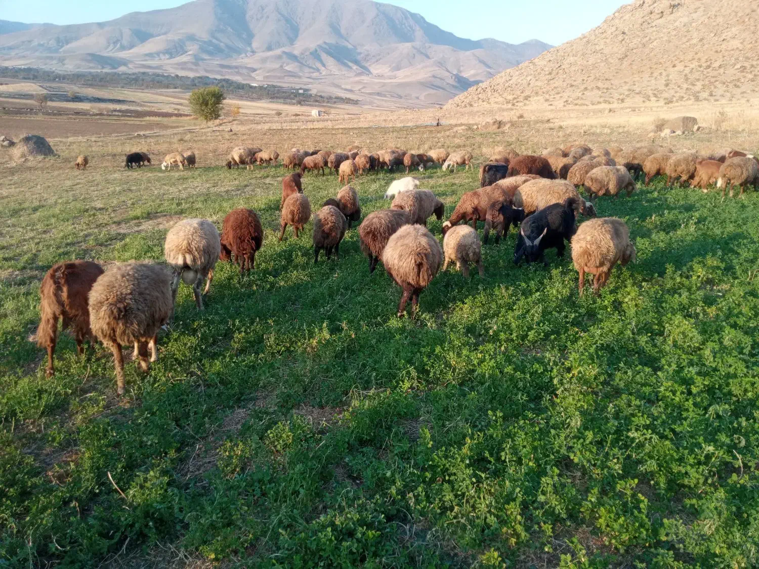 میش و بره|حیوانات مزرعه|دینور, |دیوار