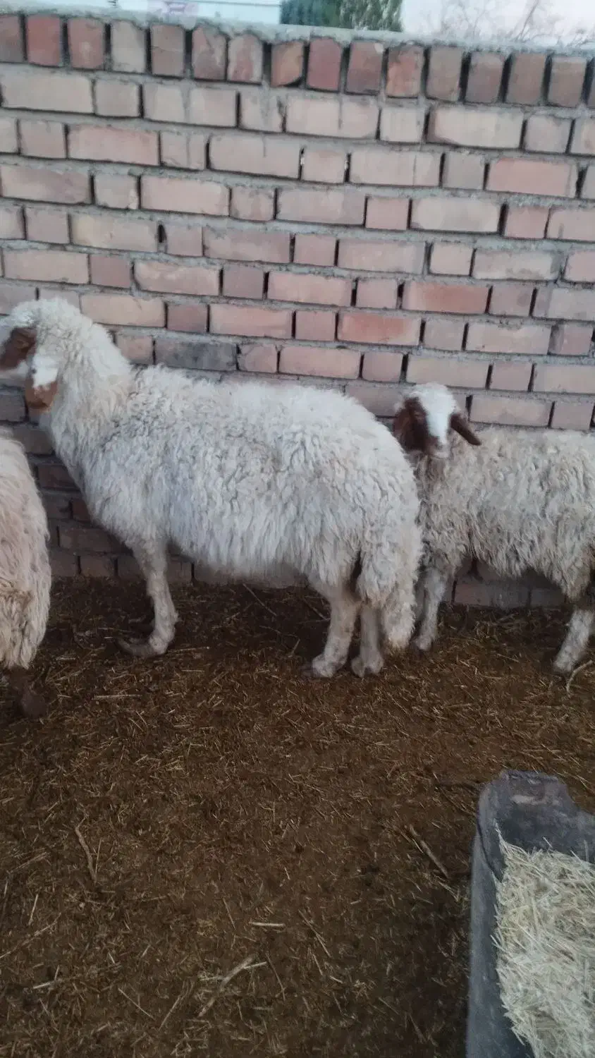 میش بره|حیوانات مزرعه|زرند, |دیوار