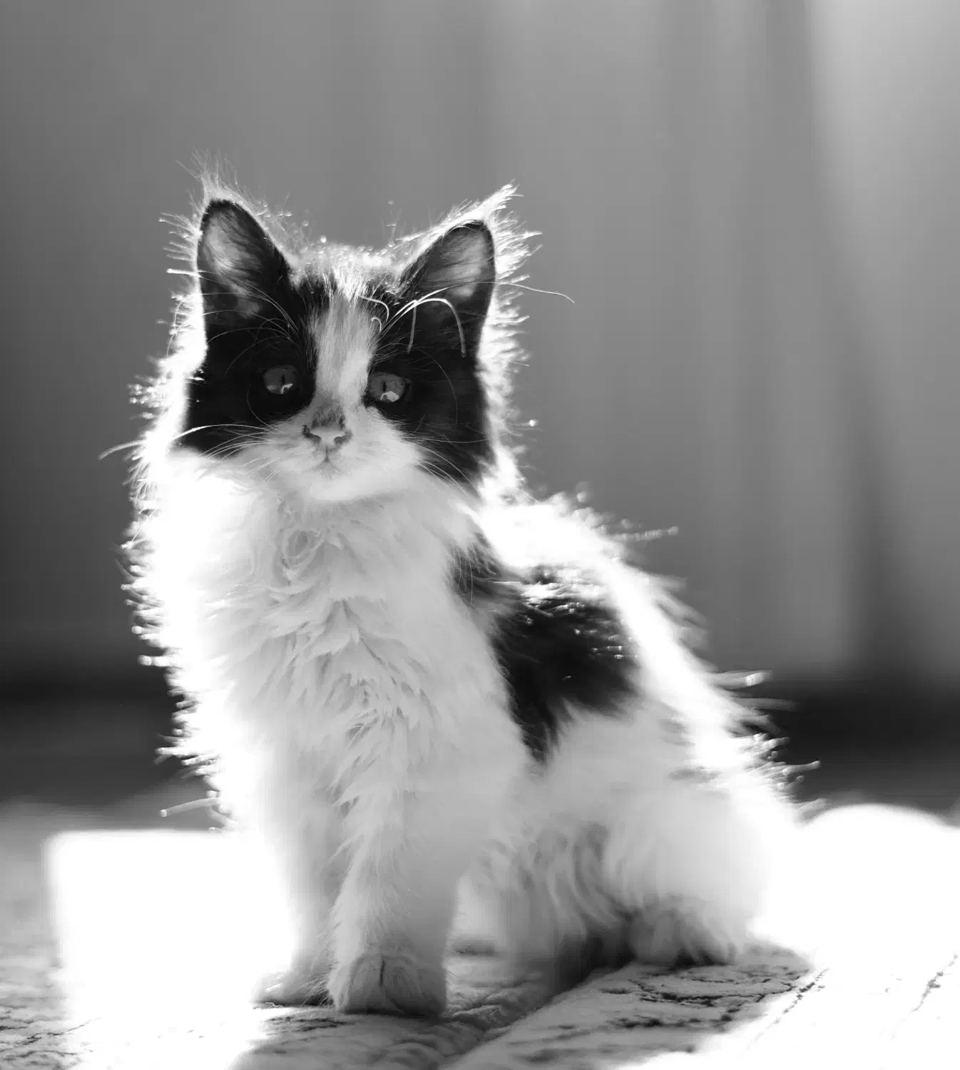 واگذاری گربه|گربه|تبریز, |دیوار