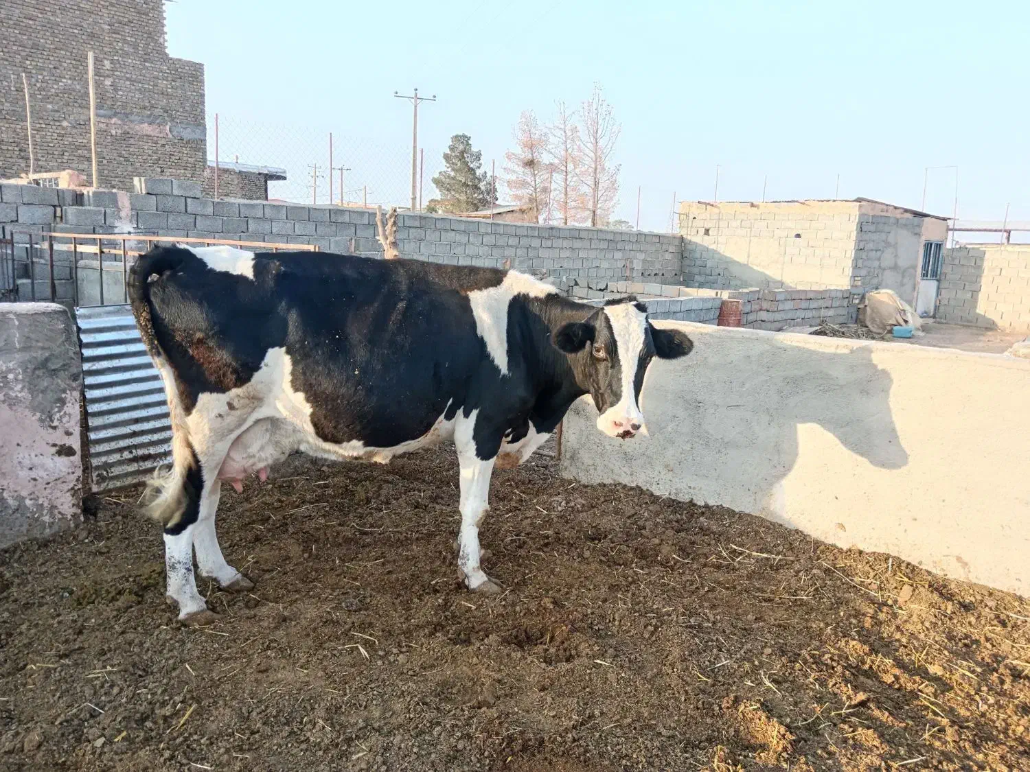 گاو شیری|حیوانات مزرعه|باشتین, |دیوار