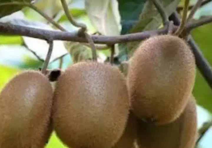 نیروی ناظر بر خط سورت کیوی|استخدام صنعتی، فنی، مهندسی|خرمآباد (تنکابن), |دیوار