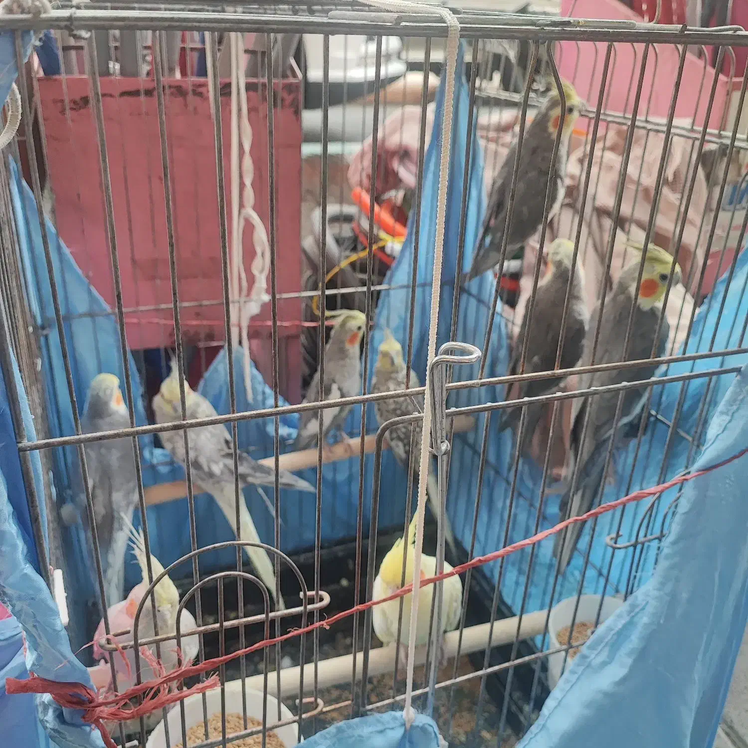 عروس هلندی|پرنده|تهران, جیحون|دیوار