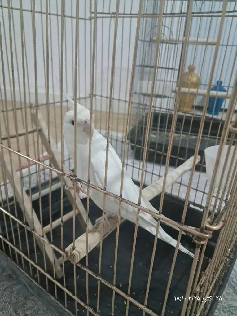 عروس هلندیطوطی|پرنده|تهران, مرزداران|دیوار