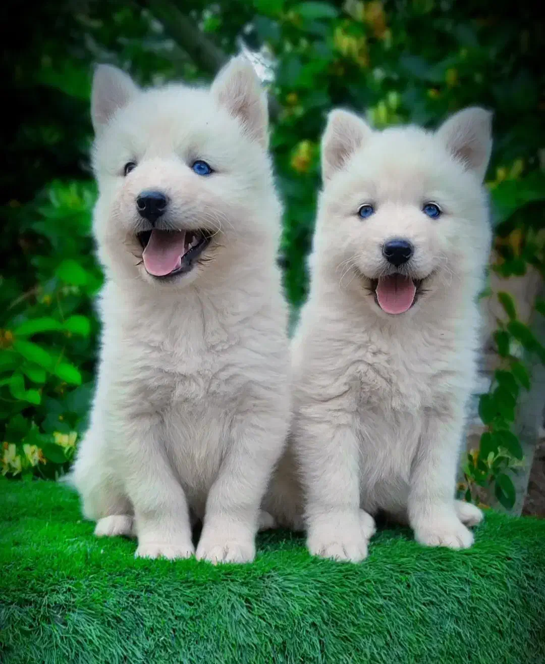 توله سامویید|سگ|کرمان, |دیوار