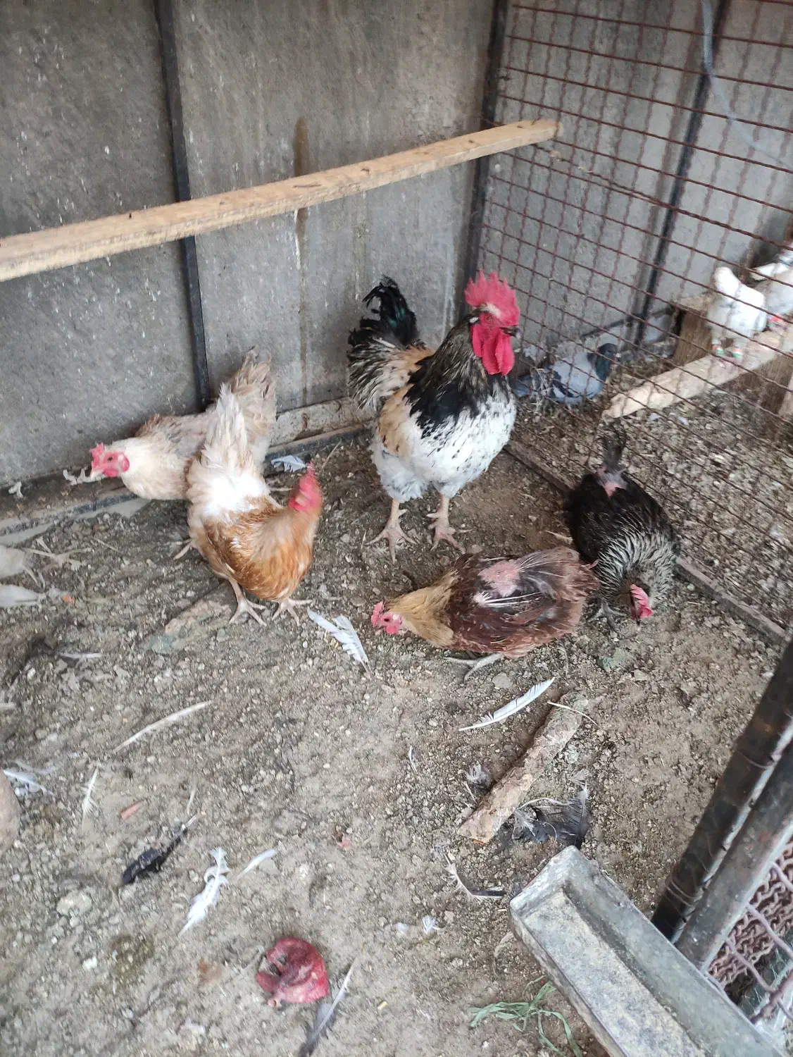 مرغ و خروس محلی|حیوانات مزرعه|بردسکن, |دیوار