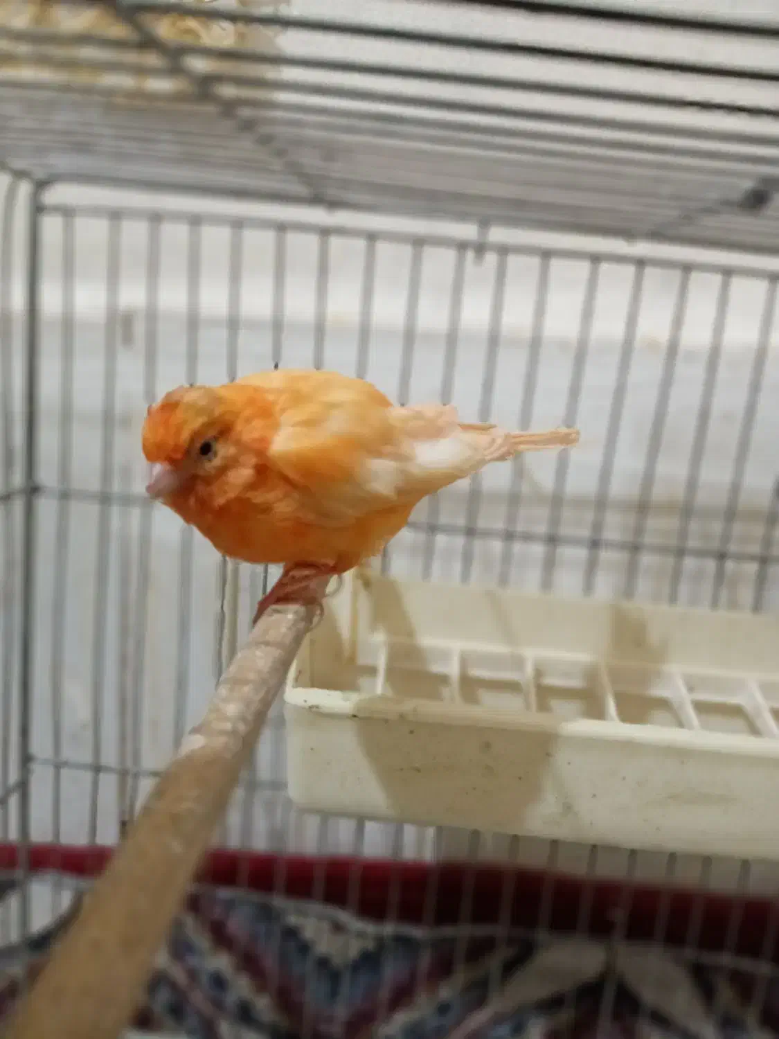 قناری قرمز مست|پرنده|تبریز, |دیوار