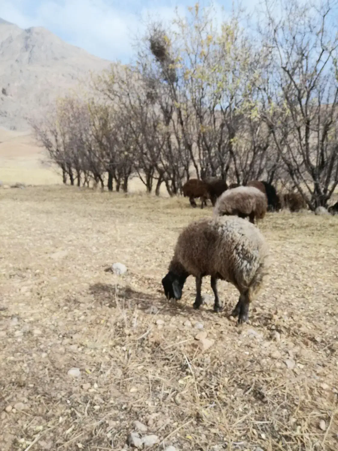 بره قوچ سبز اینده دار|حیوانات مزرعه|نجفآباد, یزدانشهر|دیوار