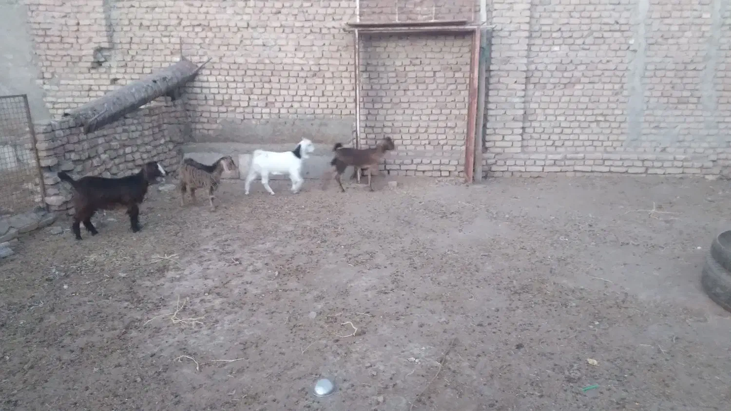 بزغاله ۴راس|حیوانات مزرعه|سبزوار, قصبه شرقی|دیوار