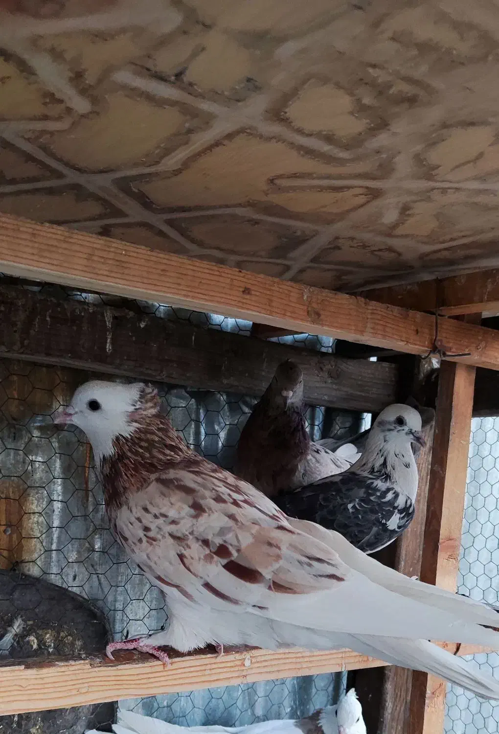 کفتر شازده هما سرور|پرنده|تهران, مشیریه|دیوار