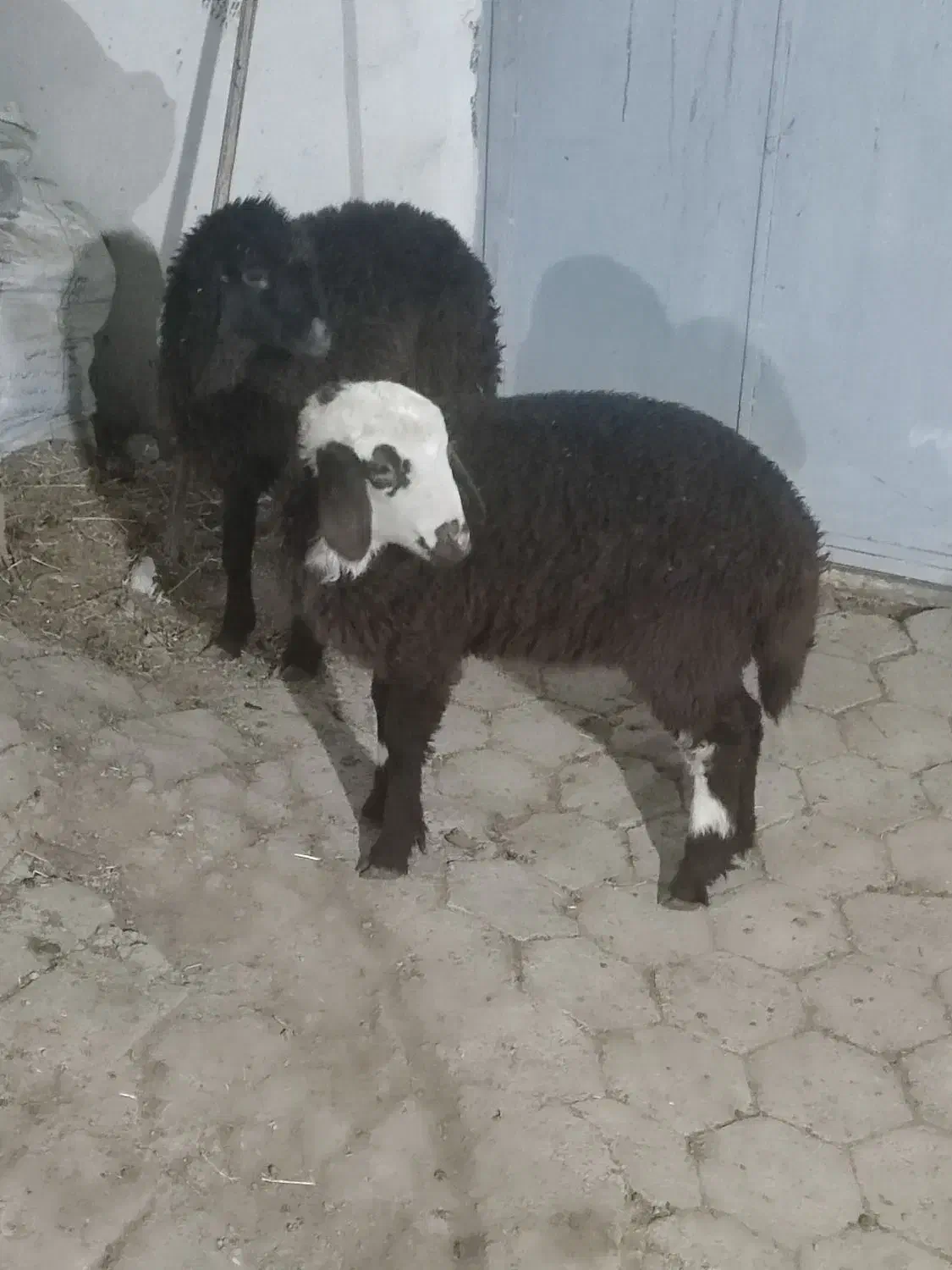 بره ریز علف خور|حیوانات مزرعه|اصفهان, زاجان|دیوار