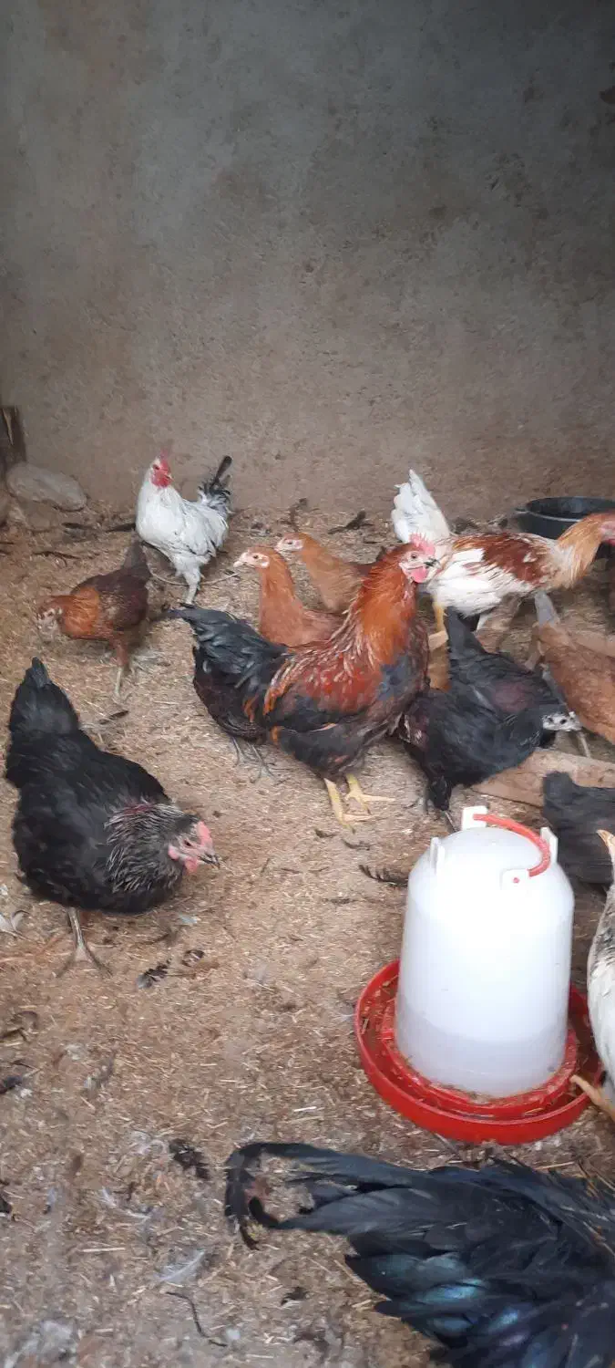 خروس محلی جوان|حیوانات مزرعه|ایوان, |دیوار