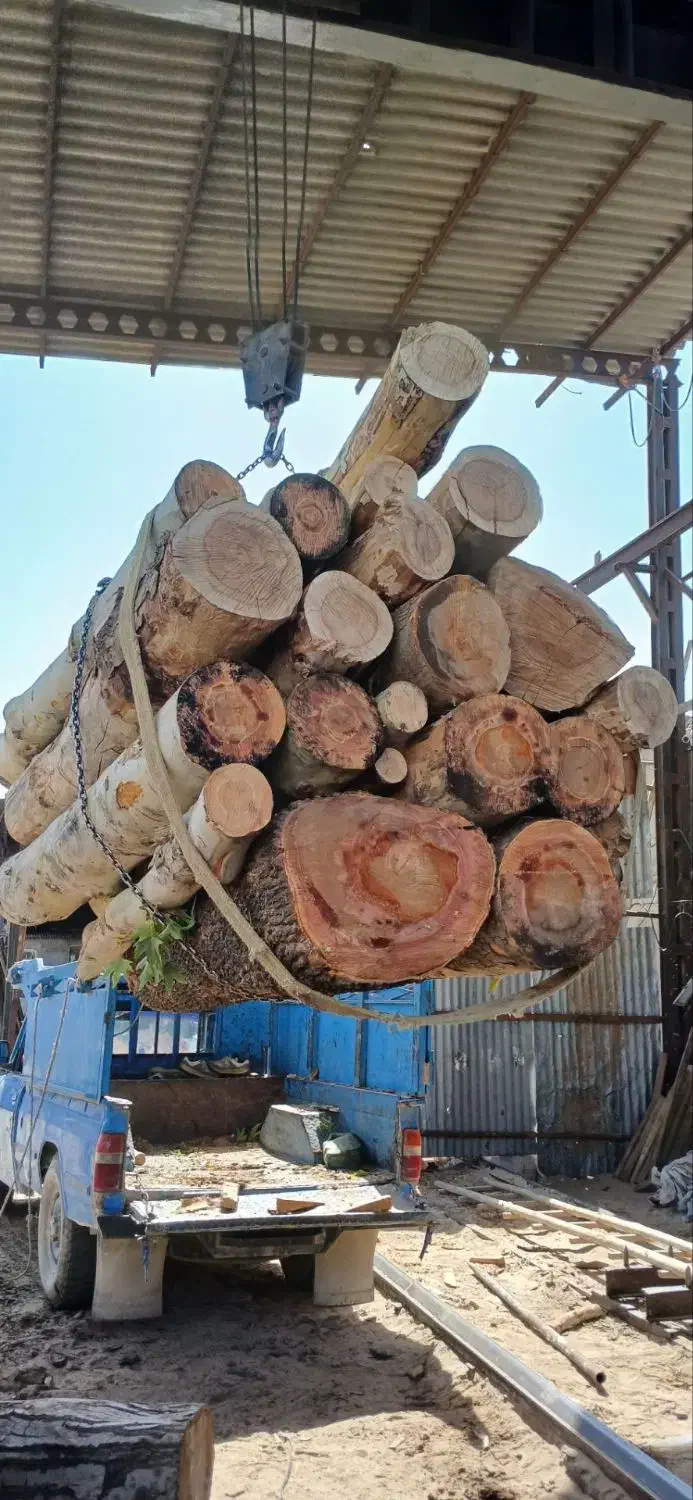 خرید انواع چوب چنارکاج توت..قطع درخت هرس و برش|خدمات باغبانی و درختکاری|مشهد, آیت الله کاشانی|دیوار