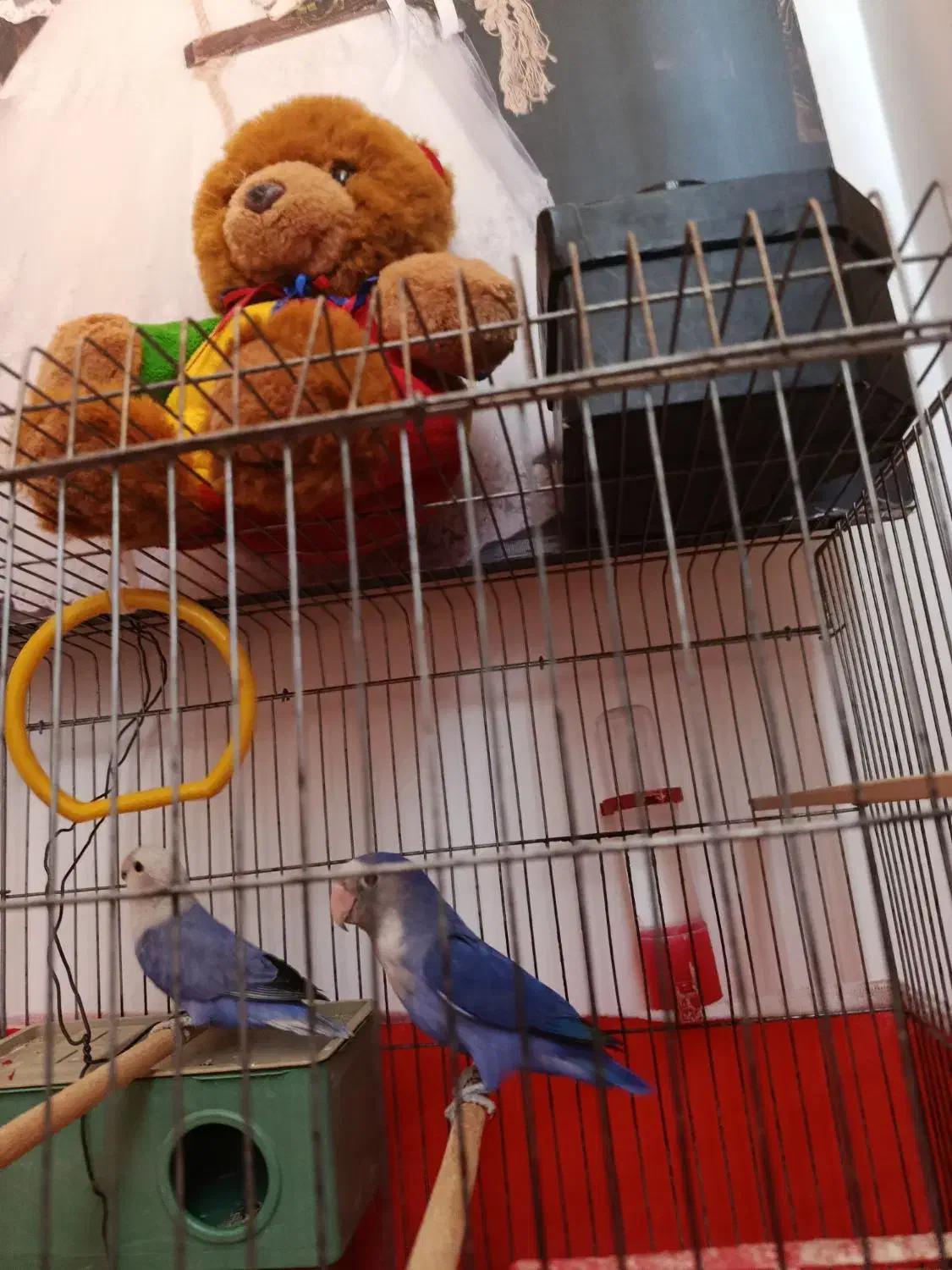 کوتوله برزیلی|پرنده|مرودشت, سهل‌آباد|دیوار