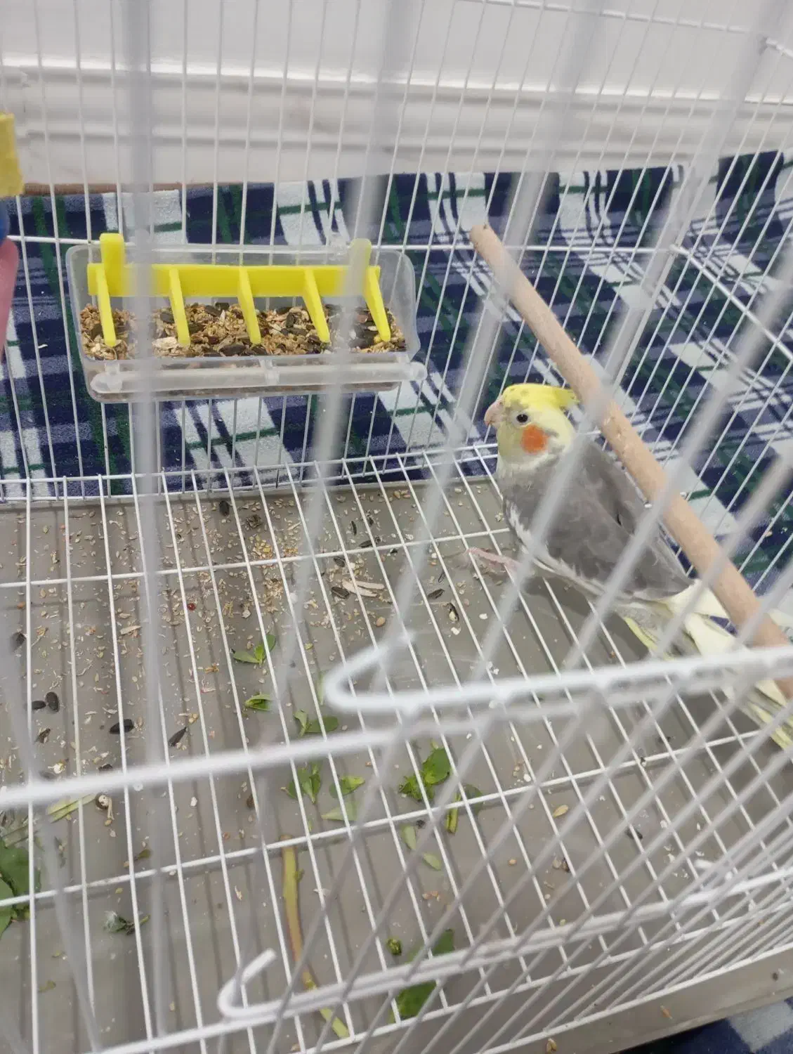 پرند|پرنده|اهرم, |دیوار