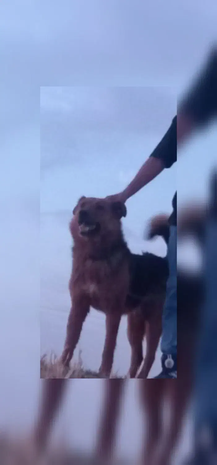 سگ گم شده|سگ|ازنا, |دیوار