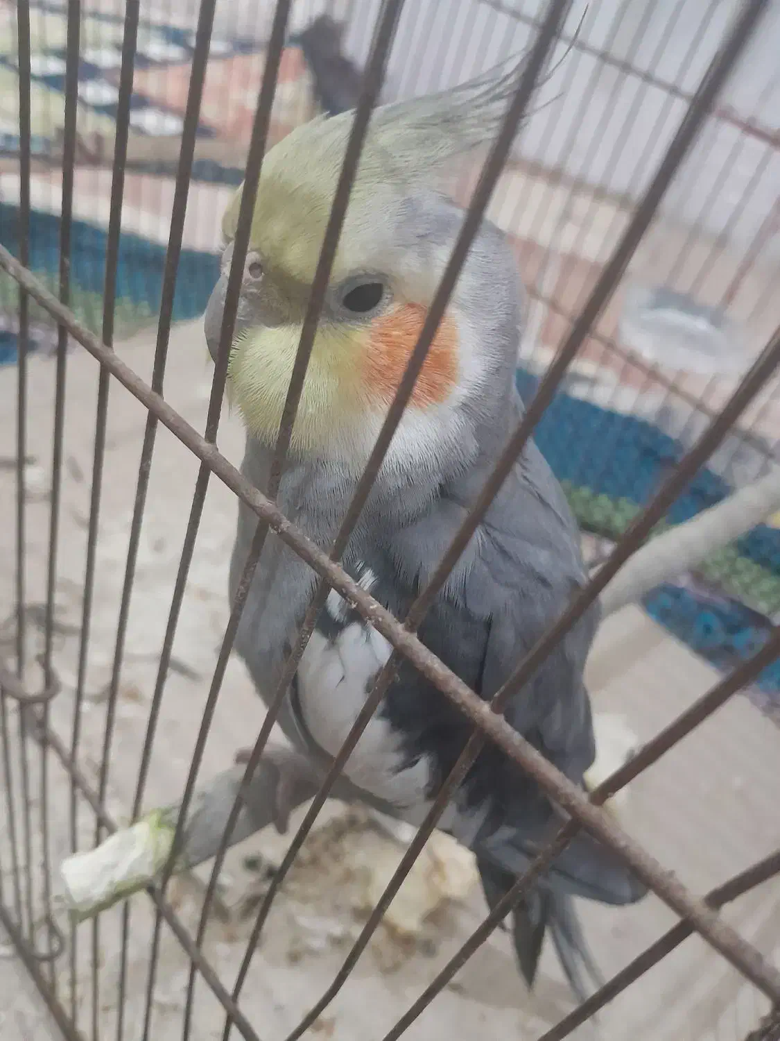 عروس هلندی|پرنده|قم, ولیعصر|دیوار