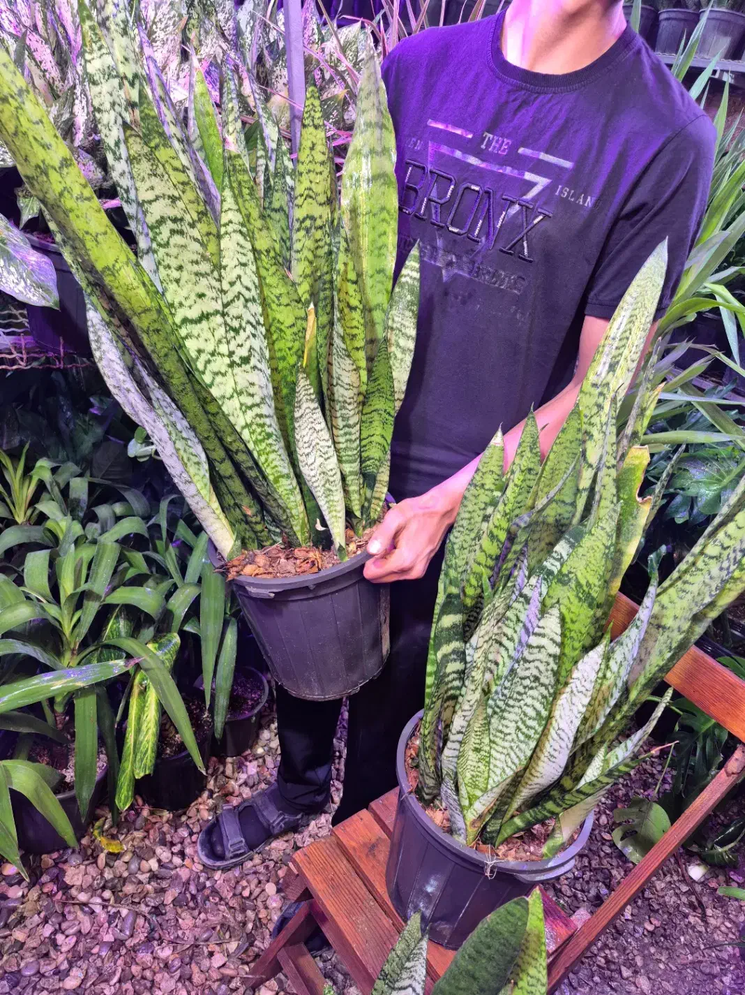 سانسوریا سبز شمشیری در اهواز پاداد|گل و گیاه طبیعی|اهواز, پادادشهر|دیوار