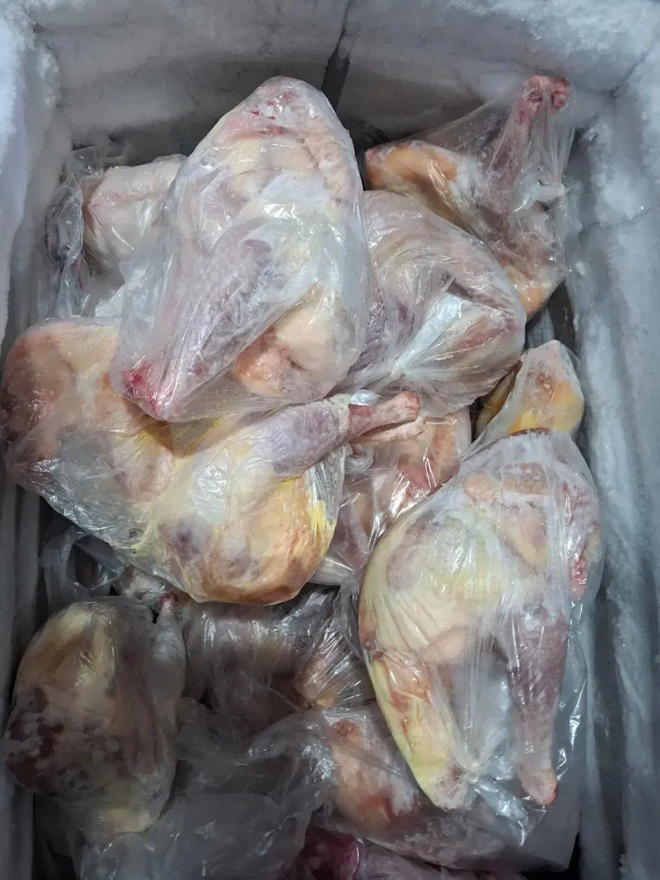 مرغ محلی اصل و دورگه|حیوانات مزرعه|کهریزک, |دیوار