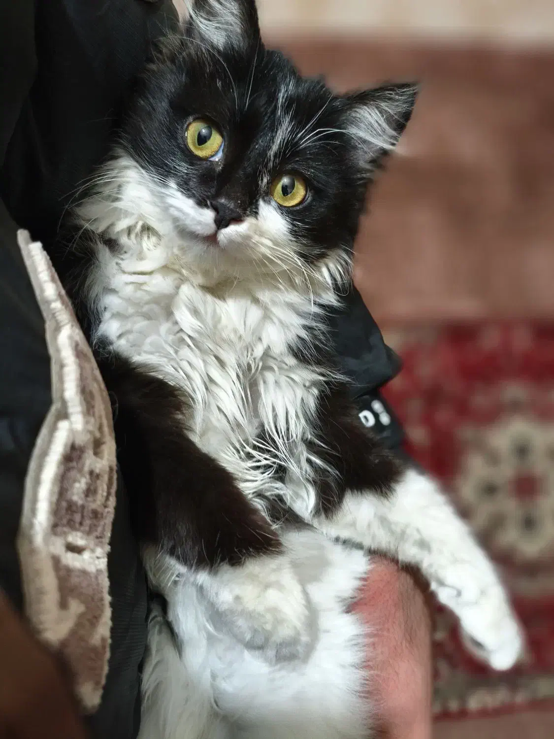 گربه|گربه|تبریز, |دیوار