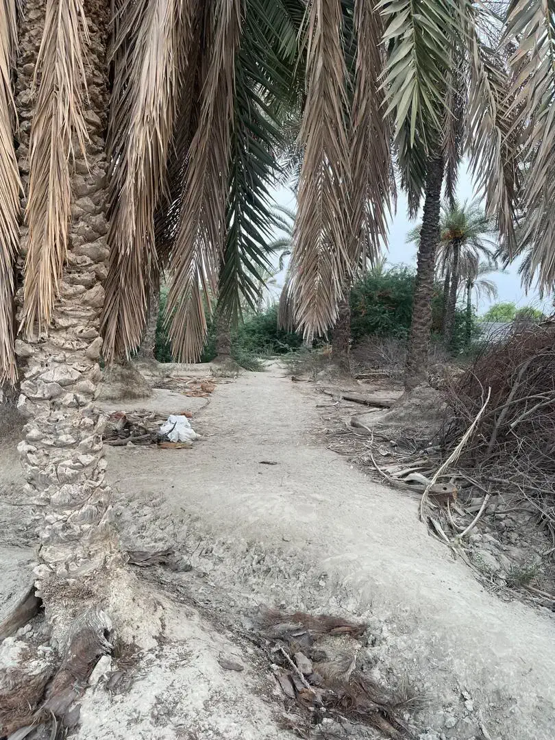 زمین باغ دارای سند در روستای ماگیان|فروش دفتر صنعتی، کشاورزی، تجاری|میناب, |دیوار