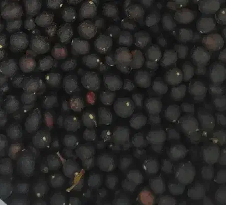 بذربرگبو|گل و گیاه طبیعی|رشت, احمد گوراب|دیوار