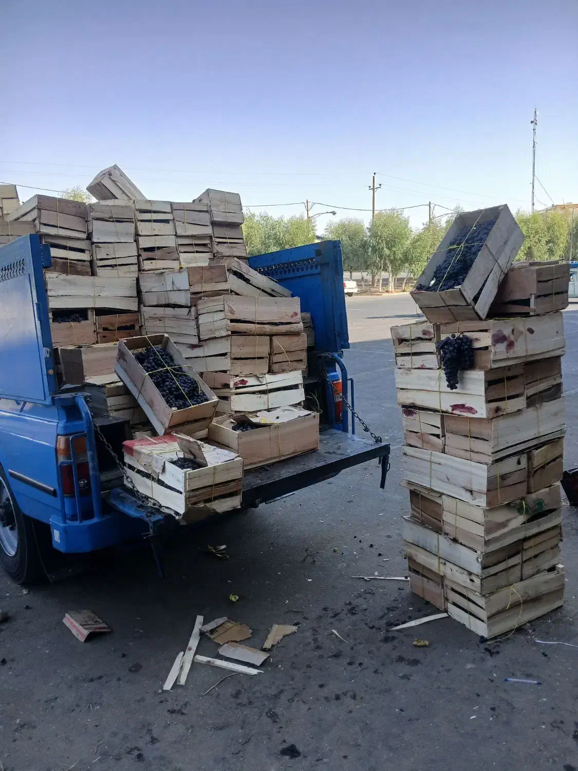 انگور دیم سردشت|عمده‌فروشی|قم, خداکرم|دیوار