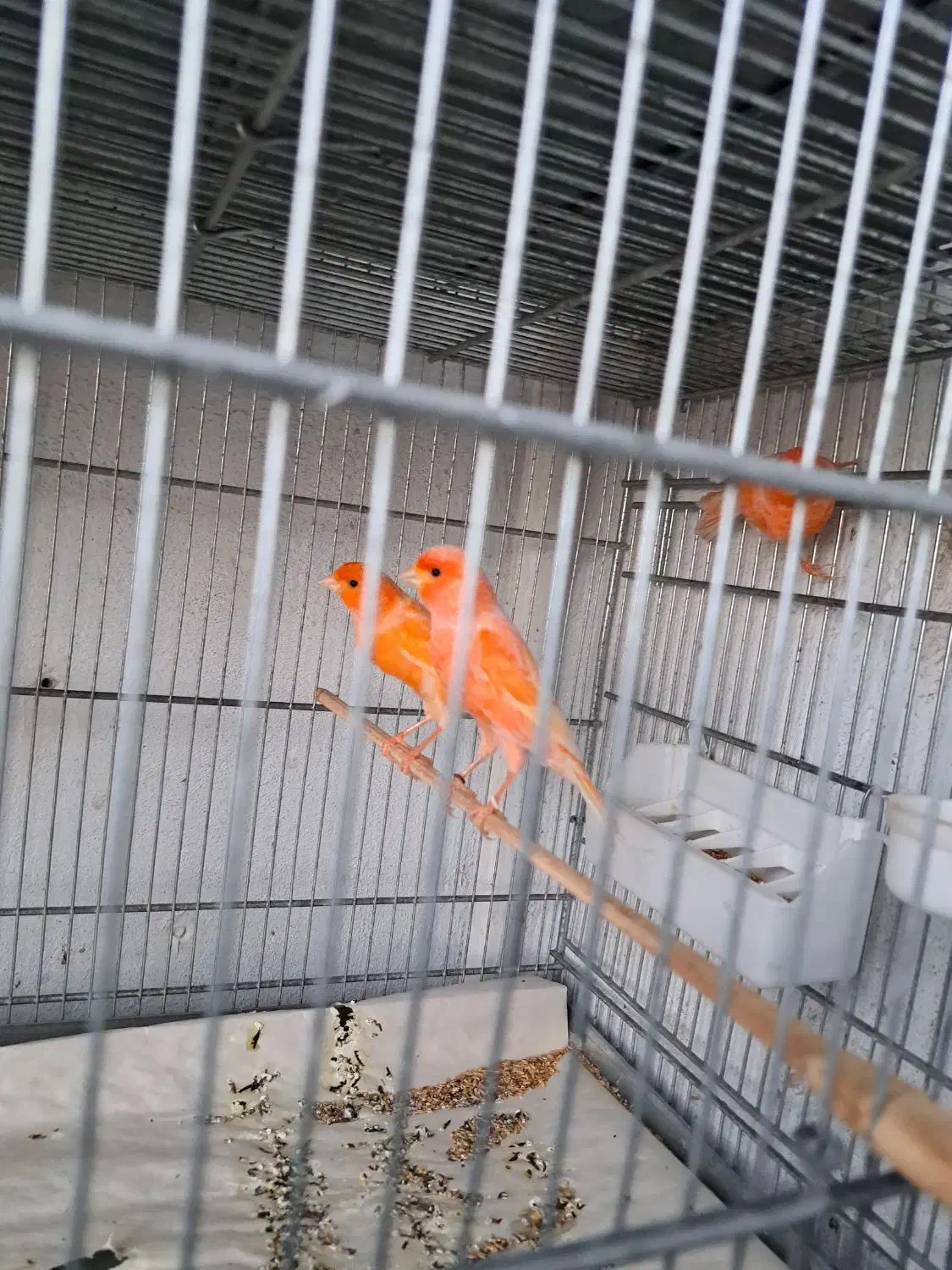 قناری|پرنده|کرج, کوی امامیه|دیوار