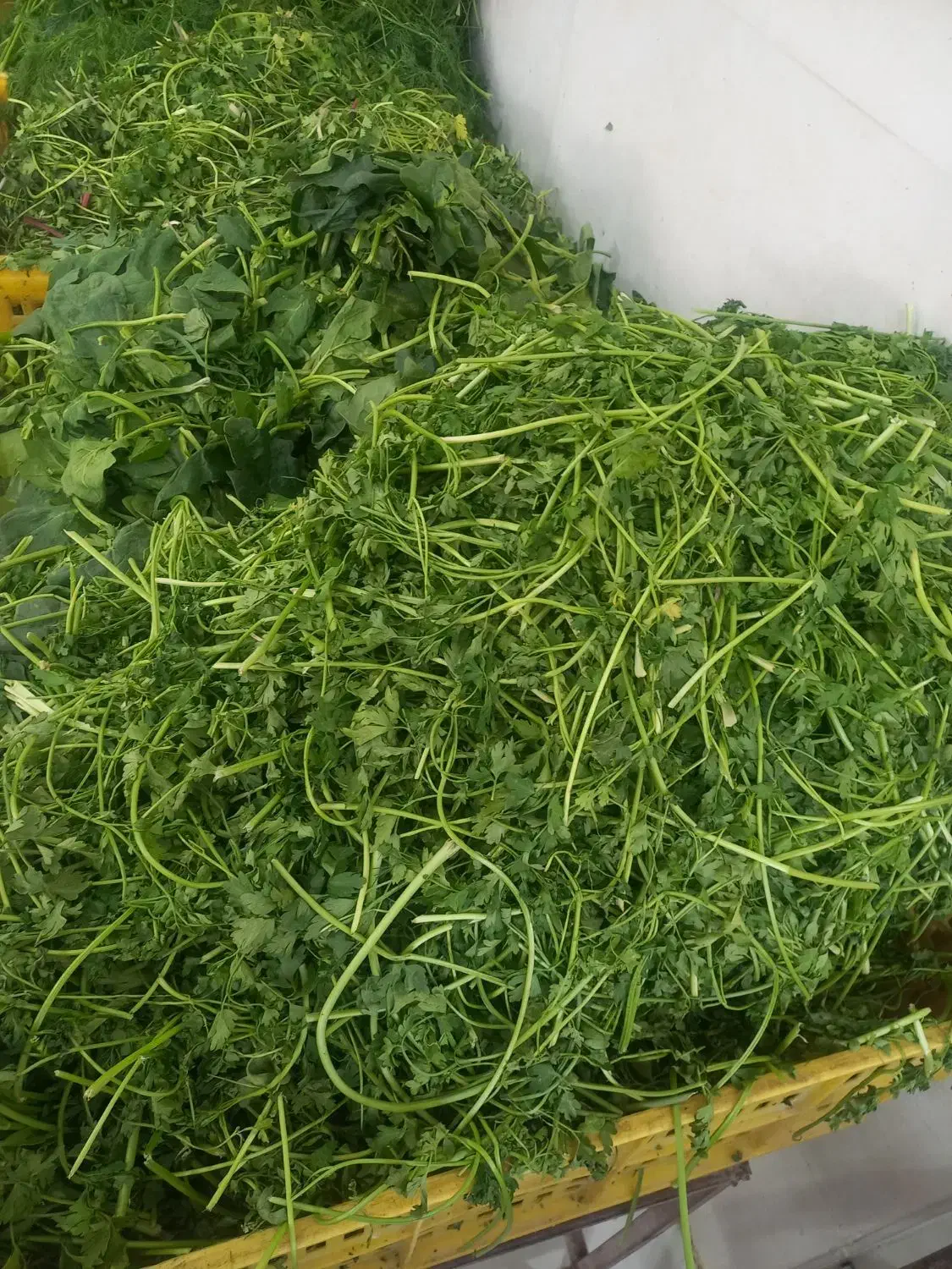 همکار خانم یا آقا جهت سبزی خوردکنی|استخدام خدمات فروشگاه و رستوران|شهرکرد, |دیوار